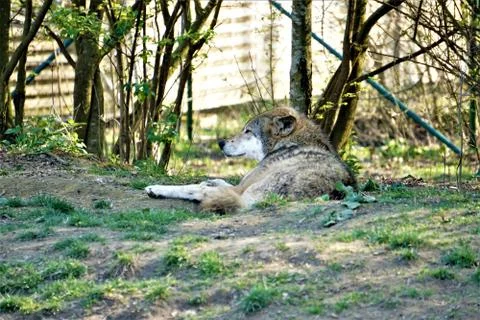 Single gray wolf lying in the grass relaxing Stock Photos