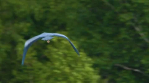 Single great blue heron (Ardea herodias) in flight over green forest canopy in t Stock Footage 325349803