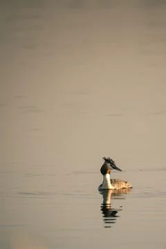 Single Great Crested Grebe on serface in morning Stock Photos