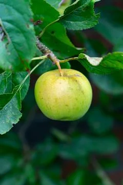 Single Green Apple hanging from Tree Branch. Red Apples on a tree. Stock Photos