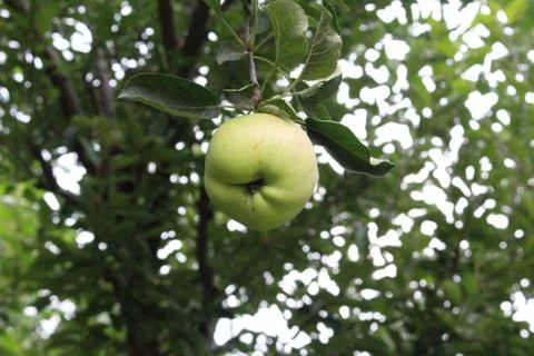 Single green apple Foto stock