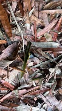 A single green blade peeks through a bed of brown and gray dried bamboo leave Foto stock