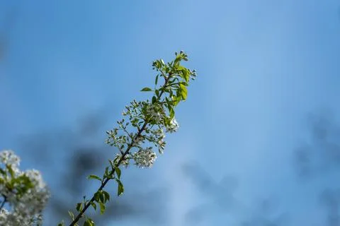 Single green branch with tiny white flowers rising against a clear blue sky Foto stock