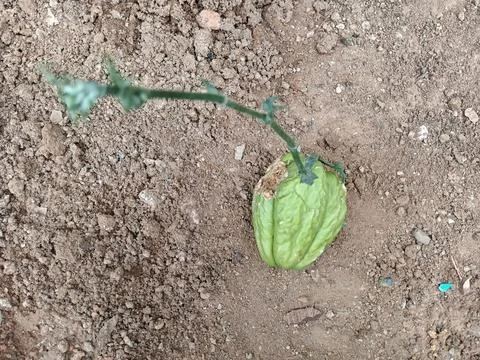 Single green chayote fruit sprouting on dry sandy soil Stock Photos