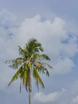 A single green Coconut tree standing with cloudy sky background Stock Photos