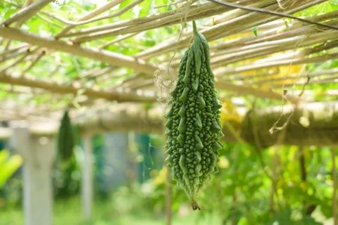 Single green colored bitter melon hanging from a wooden fence in a cultivatio Stock Photos
