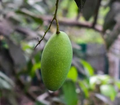 Single green colored mango fruit hanging from a big mango tree in the wild na Stock Photos