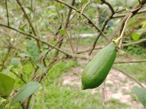 A single green finger lime fruit hangs from a thorny branch of a citrus tre.. 写真素材