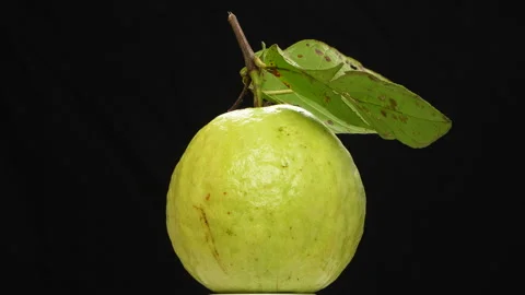 Single Green Guava With Leaf Spinning Loop Black Background Stock Footage 319955348