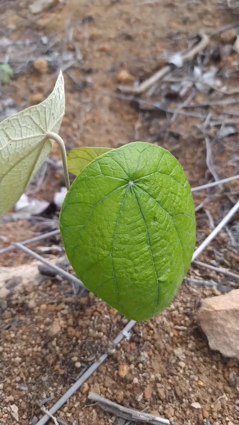 Single Green Heart Leaf - Dry Ground Vertical B-Roll Stock Footage 336654015