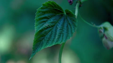 Single Green Hop Leaf Isolated on Dark Background Stock Footage 325731605