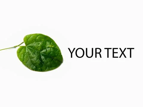 Single green leaf background and place of inscription. isolated on a white ba Stock Photos