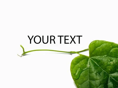 Single green leaf background and place of inscription. isolated on a white ba Stock Photos