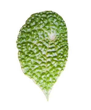 Single green leaf of Begonia microsperma with quilted surface texture, poly.. Stock Illustration