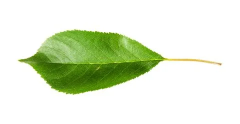 Single green leaf of cherry horizontally Stock Photos