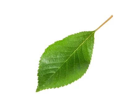 Single green leaf of cherry Stock Photos