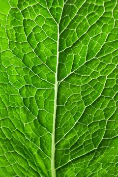 Single green leaf , close up macro background Stock Photos