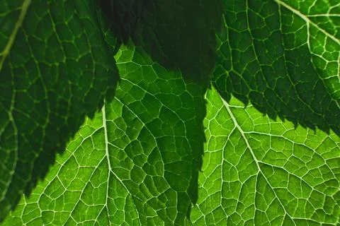 Single green leaf , close up macro background Stock Photos