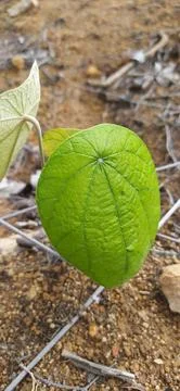 Single green leaf on dry soil Malaysia tropical ground Stock Photos