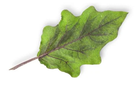 Single green leaf of eggplant Stock Photos