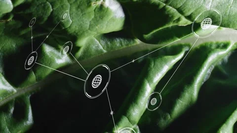 Single green leaf framing, initial globe node appearing, spawning network Stock Footage 332686209