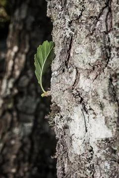 A single green leaf on the gray trunk of a tree Stock Photos