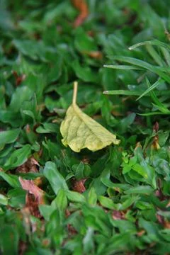 Single Green Leaf on Green Grass with Natural Bokeh Background Stock Photos