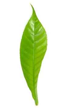 Single green leaf isolated on white background Stock Photos