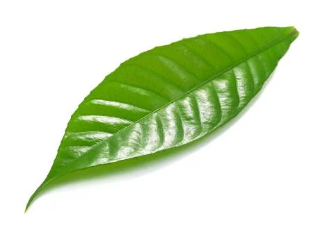 Single green leaf isolated on white background Stock Photos