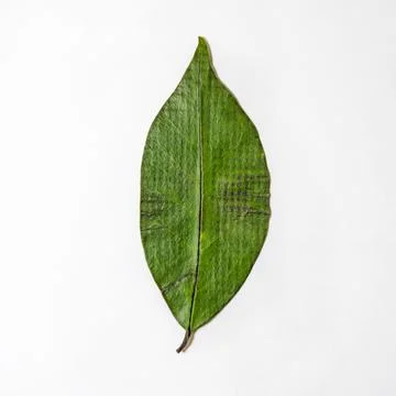 Single green leaf isolated on white background with visible texture and veins Stock Photos