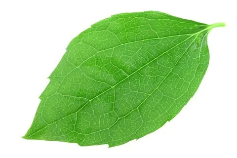 Single green leaf of jasmine Stock Photos
