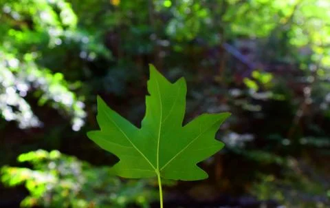 Single green leaf macro on a blurred forest background Stock Photos