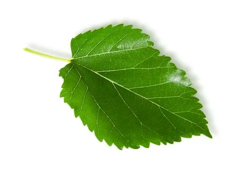 Single green leaf mulberry Stock-Fotos
