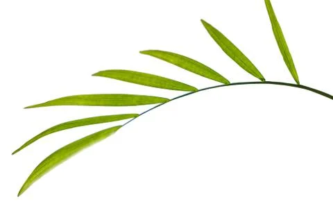 Single Green leaf of palm trees isolated on white background Stock Photos