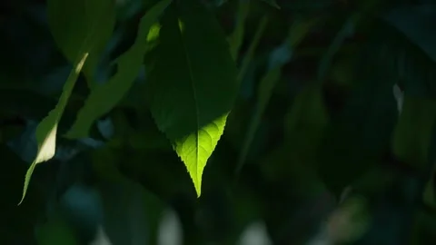 Single Green Leaf Partially Illuminated by Harsh Sunlight in Dark Forest Setting Video stock 330976929