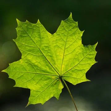 Single green Leaf Stock Photos
