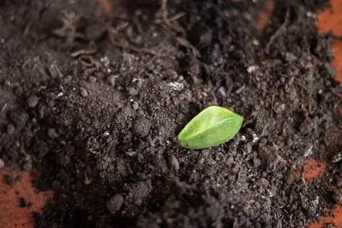 Single green leaf resting upon dark fertile garden soil, botanical growth c.. Stock Photos
