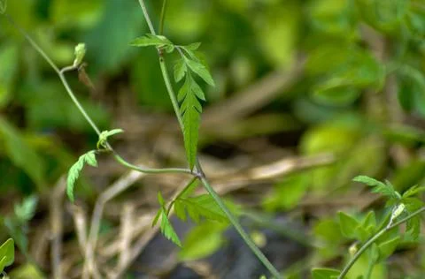 A single green leaf struggles to make its way through the forest Stock Photos
