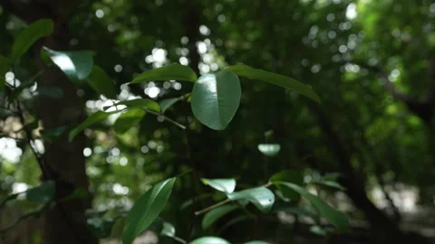 Single green leaf swaying slowly on small branch inside shady forest during Stock Footage 309194530