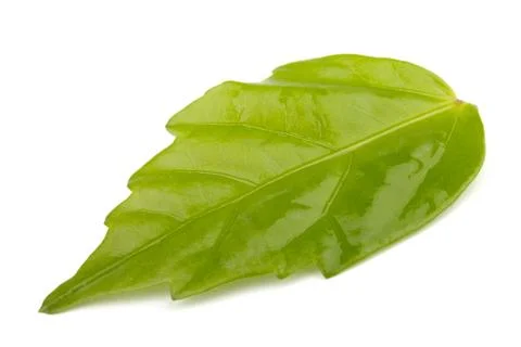 Single green leaf  on white background Stock Photos