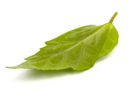 Single green leaf  on white background Stock Photos