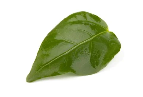 Single green leaf  on white background Stock Photos
