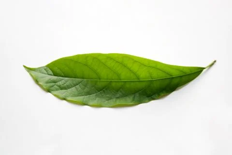 Single green leaf on white background Stock Photos