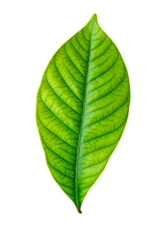 Single green leaf on white Stock Photos