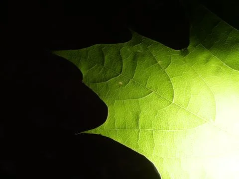 Single green leave forest, back light Stock Photos