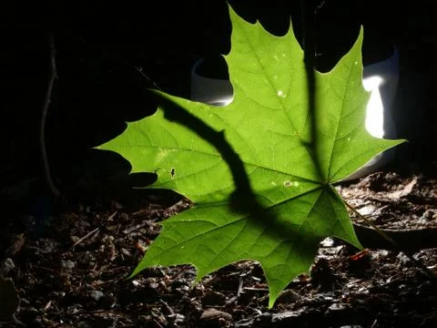 Single green leave forest, back light Stock Photos