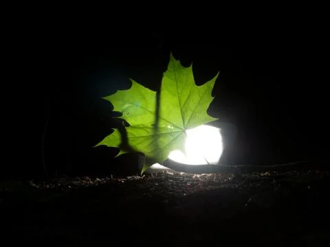 Single green leave forest, back light Stock Photos