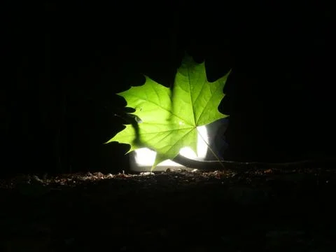 Single green leave forest, back light Stock Photos