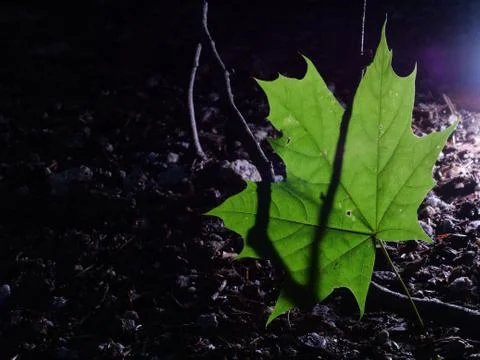 Single green leave forest, back light Stock Photos