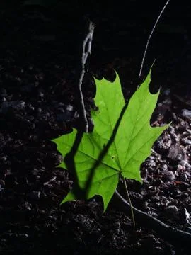 Single green leave forest, back light Stock Photos